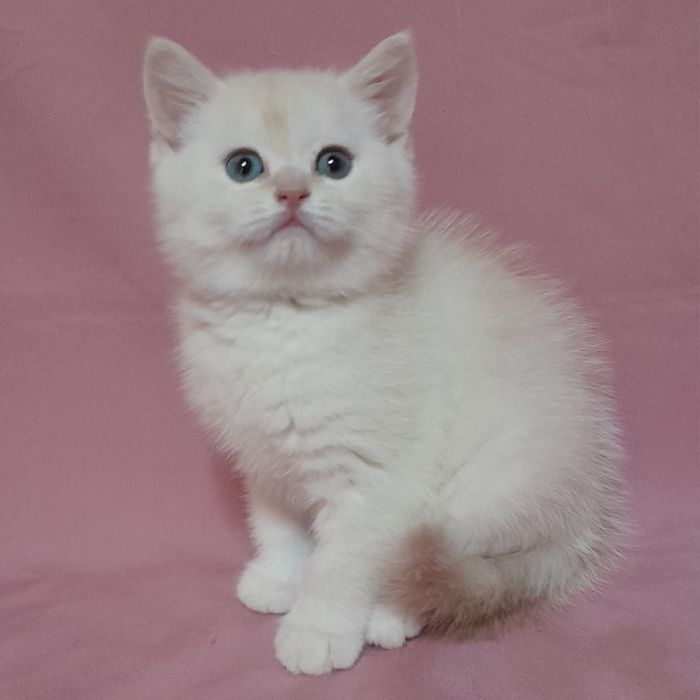 Продается  шикарный голубоглазый мальчик шиншилла,скотишстрайт.