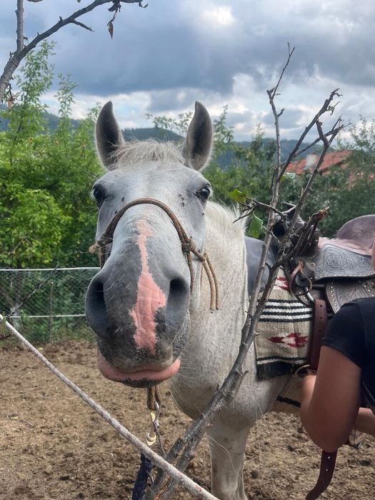 Продавам бял мъжки кон