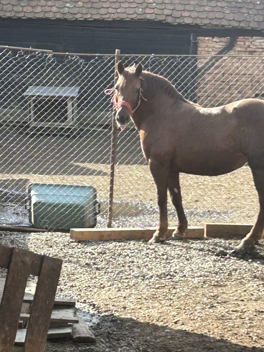 Vand iapa ciocolatie