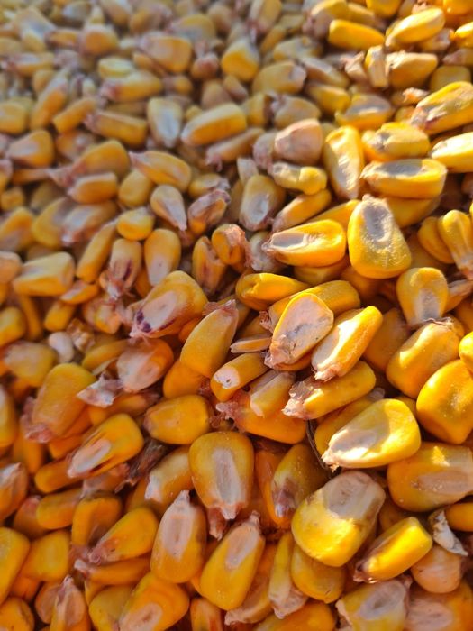 Porumb boabe de vânzare 1 leu kg