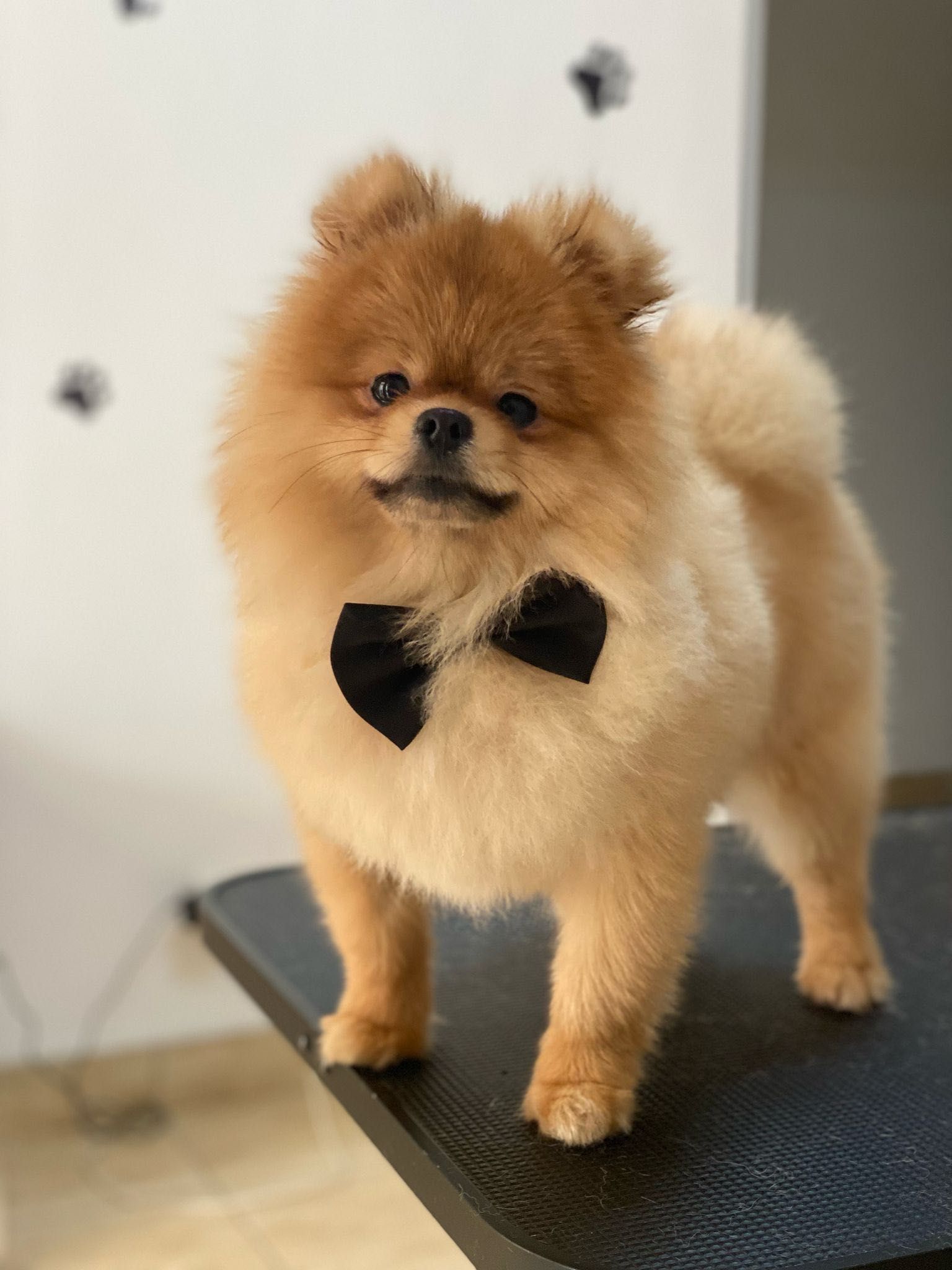 Frezerie Canină și Felină Galați !