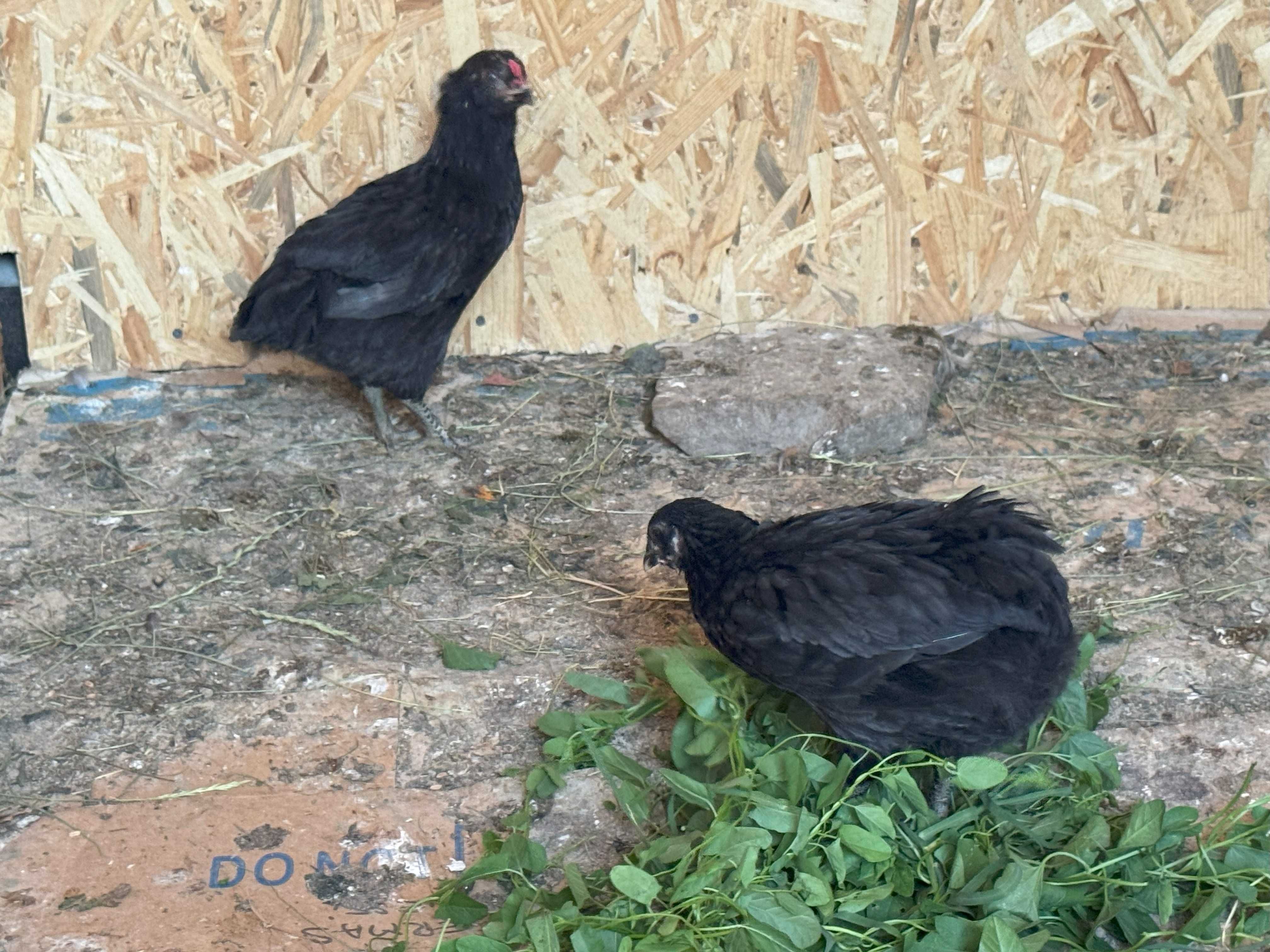 Gaini pitice, cocosi americani, araucana, chabo, gat golas