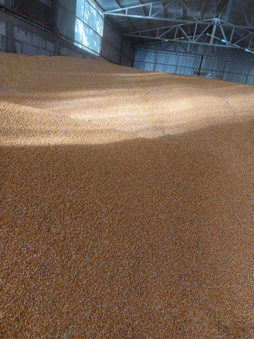 Porumb și grâu 2025