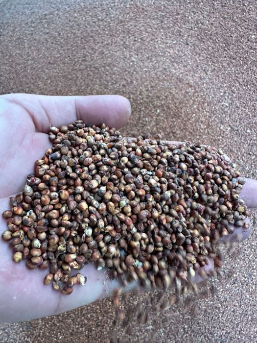 Vând porumb sticlos uscat 2025