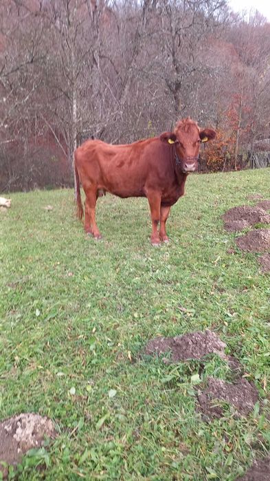 Vand junincă  angus