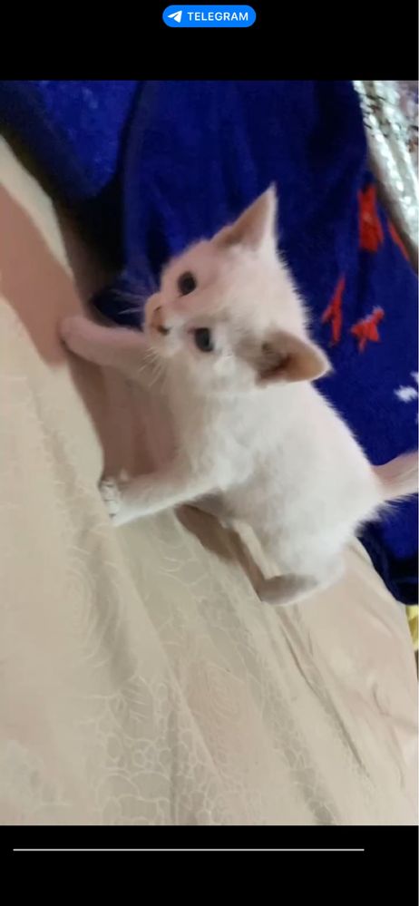 Шотландские фолд котята, 2 месяца  (разные окрасы)