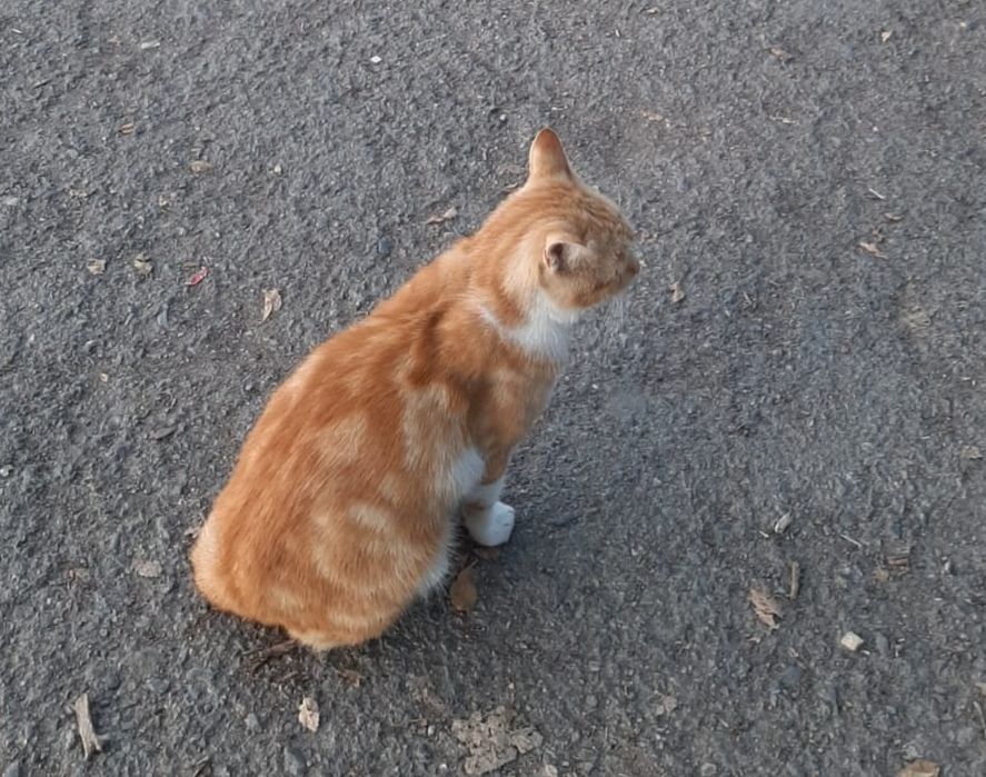 Ищем дом для кота