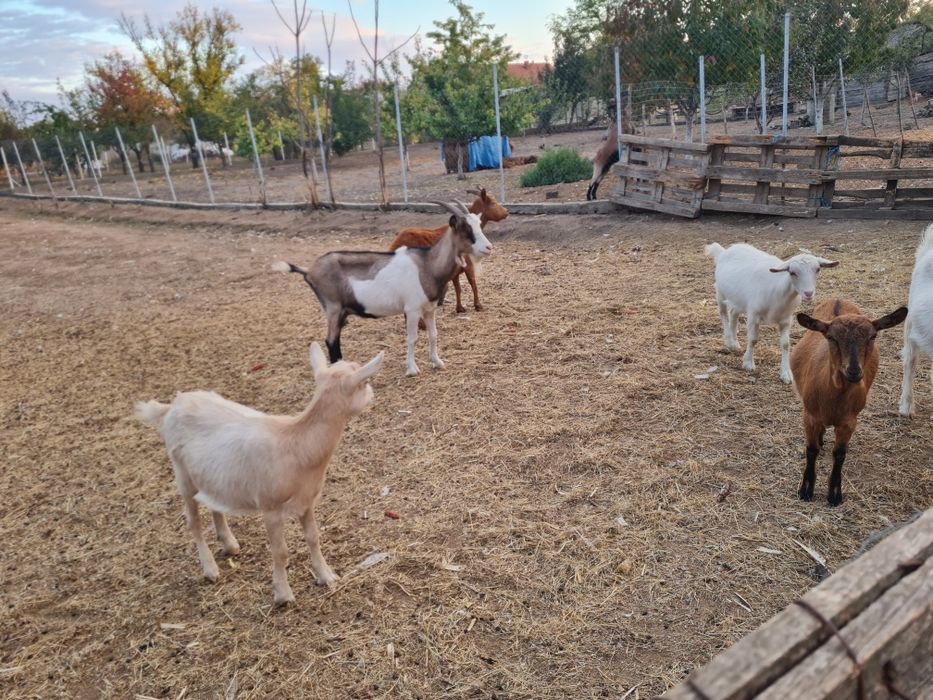 Vând capre gestante