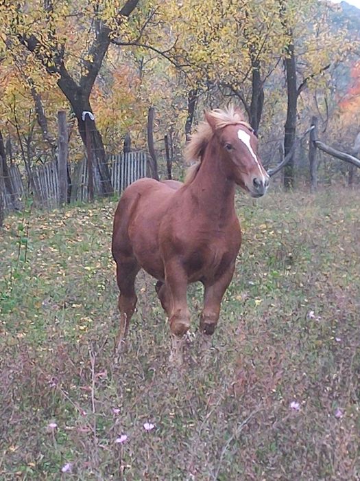 Mânză de vânzare, are 5 luni jumătate!