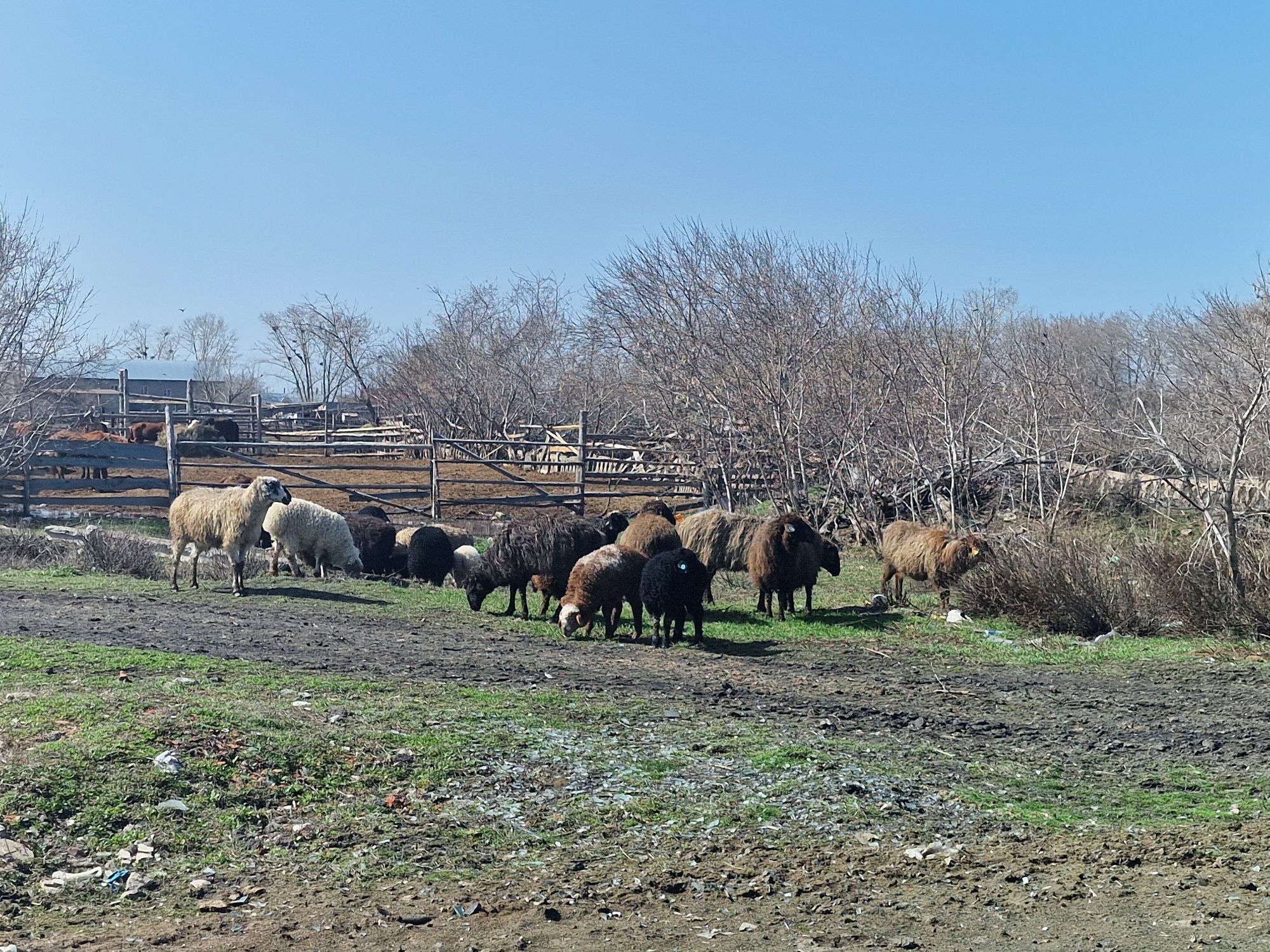 Продам баран  и ягнят отдельно