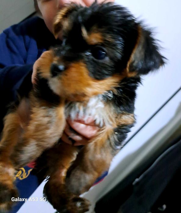 Йорки женско кученце