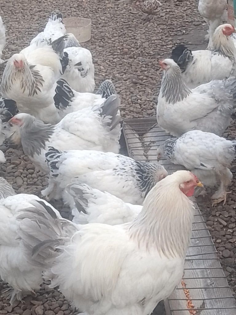 Găini și cocoși brahma herminat deschis