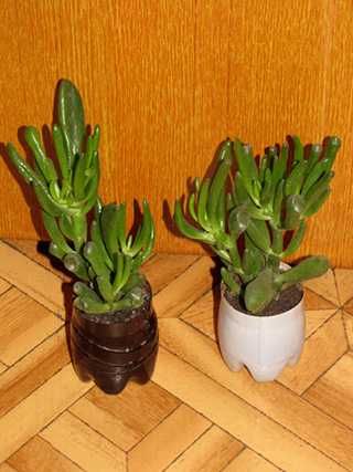 Толстянка сорта коралл.