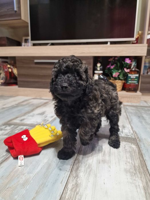 Пудел мини момче