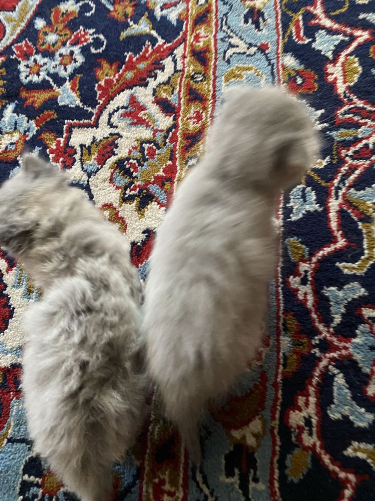 Кошка ребонки1 месяц