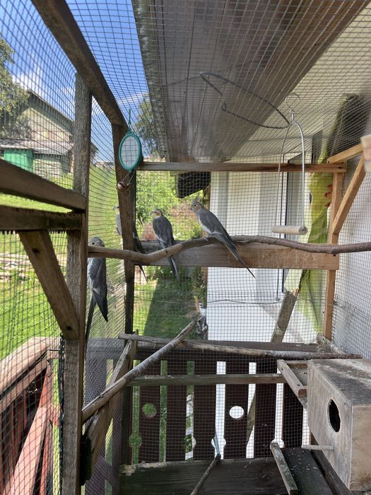 Nimfe 2 perechi Urgent