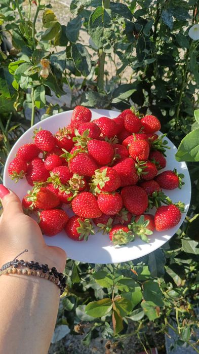 Stoloni capsuni Amandina