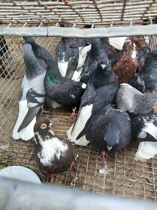 Codalb românesc de mare inalțime