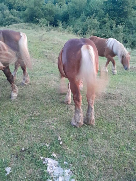Mânz de vânzare de 1 an și 5 luni