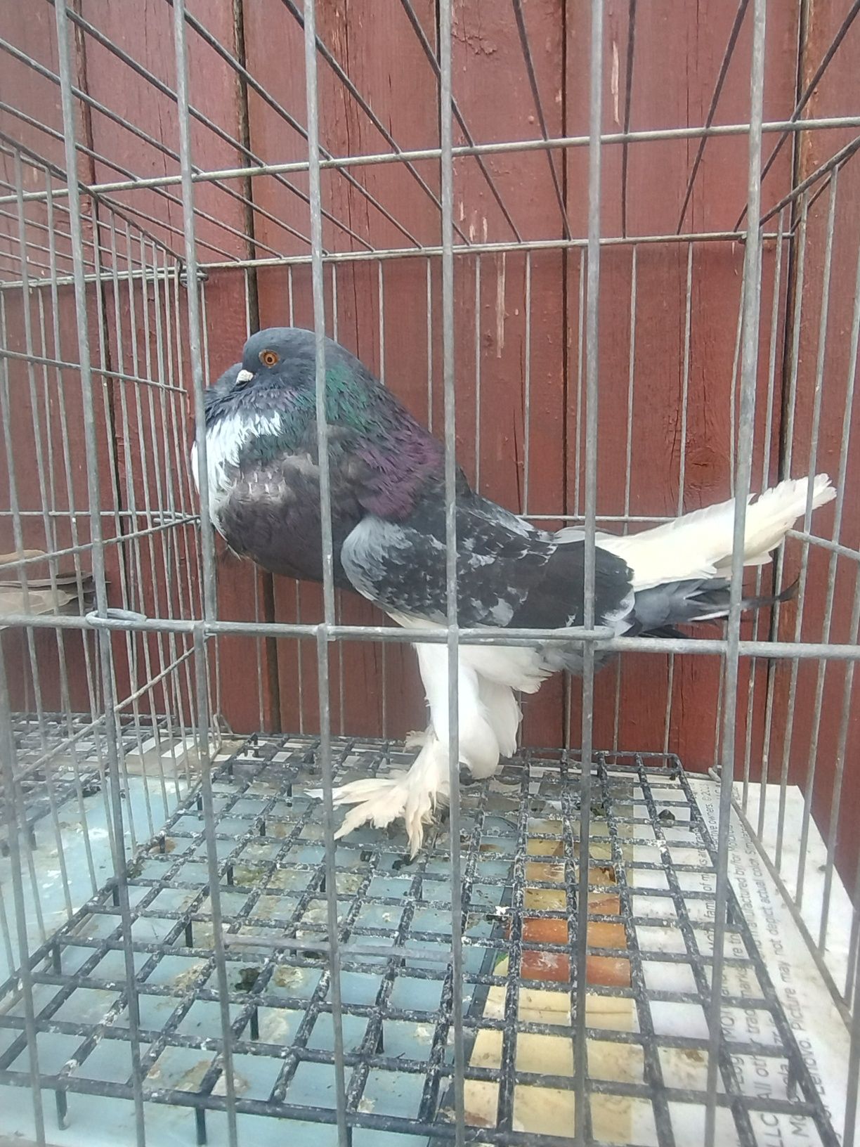 Gușați de Pomerania