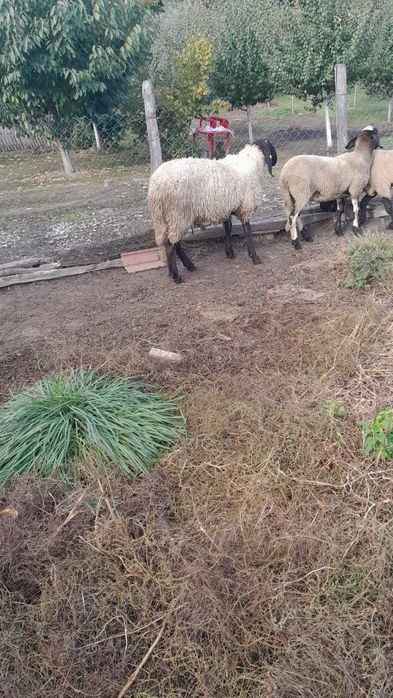 Mieluta carabasa de vanzare