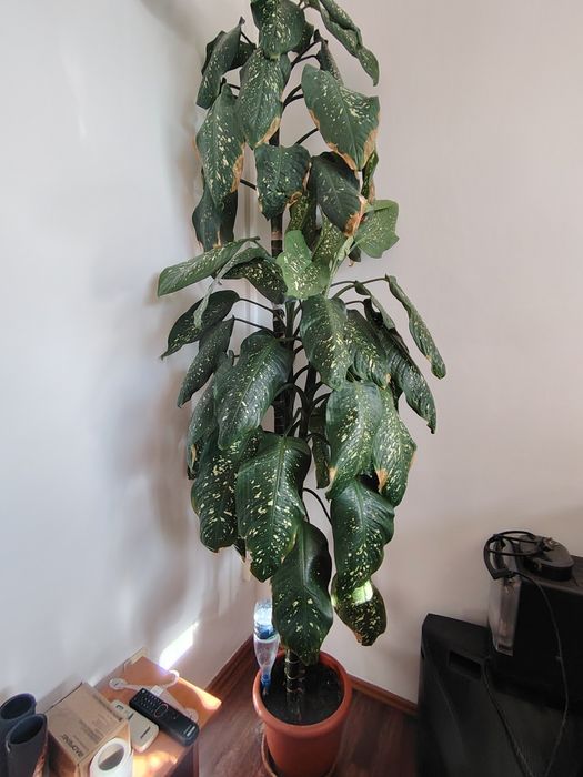 Flori pentru birouri sau case