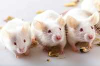 Мыши белые кормовые в "Живом Мире"  оптом