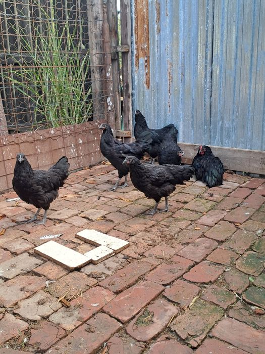 Gaini australorp