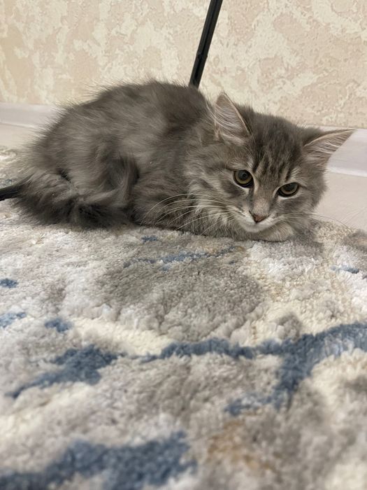 Отдадим котенка даром (Мушугни бепул берамиз )