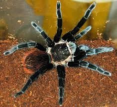 Паук птициед (Brachypelma vagans)