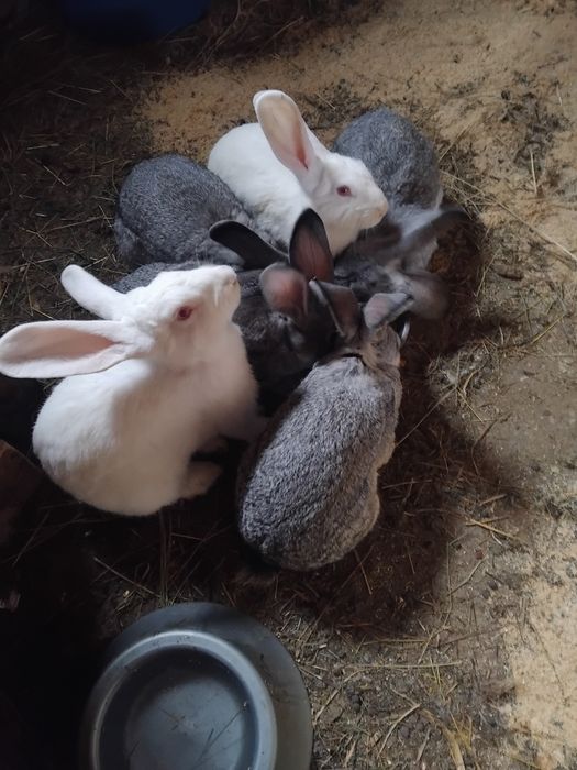 Vând iepuri de rasa