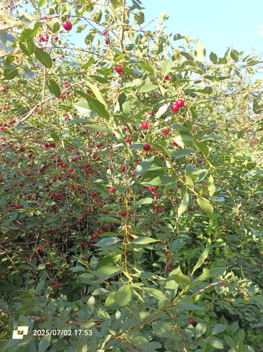 Вишня продается спелая