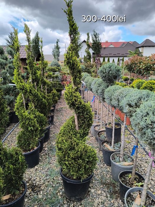 Tuia spirala leylandii diferite dimensiuni