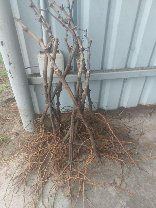 Butasi de vita de vie de anul 3