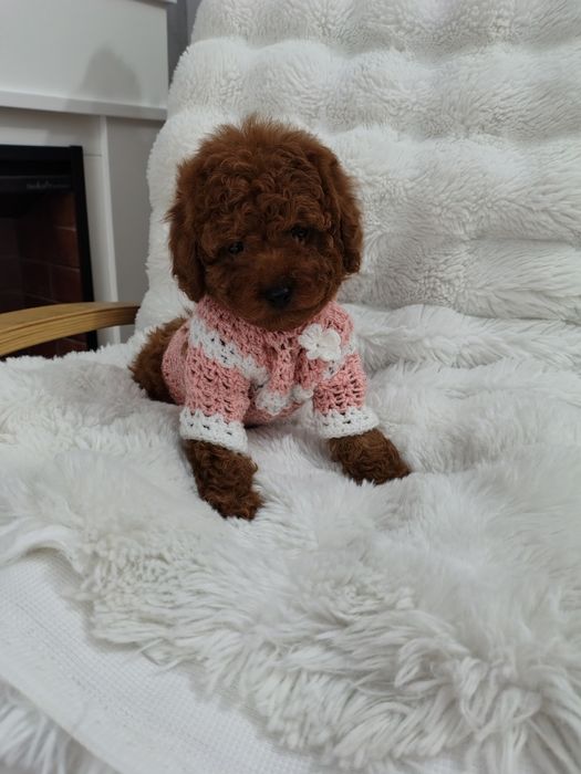 Disponibila femela pudel talie mica