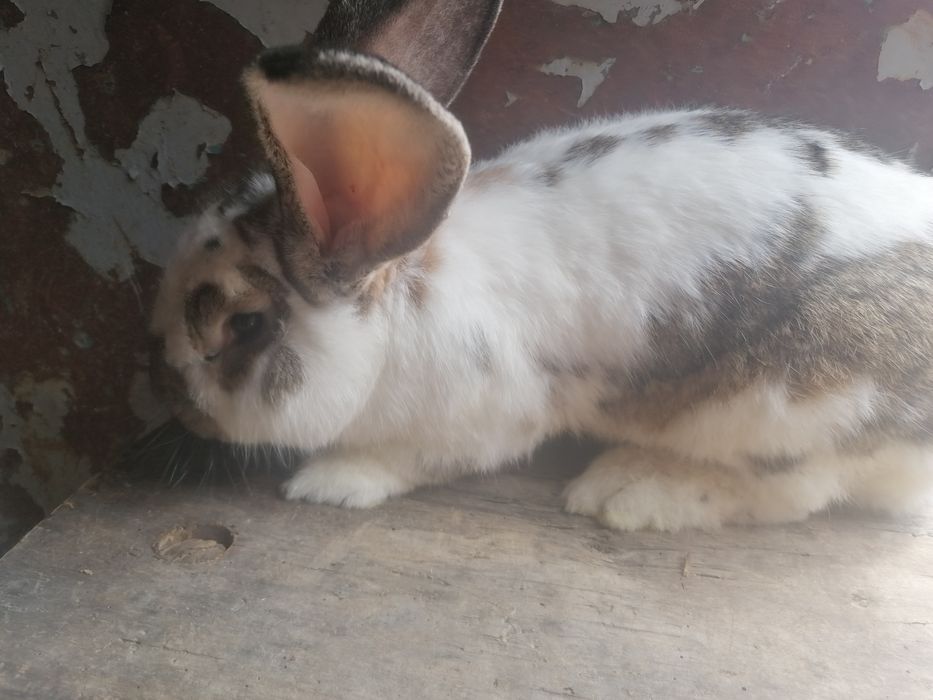 Vând iepure fluture german