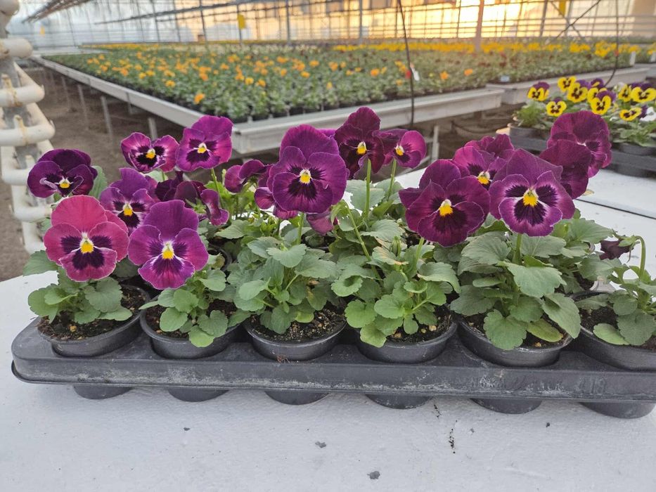 Теменужки (viola)