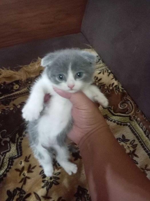 Необично чиройли шиншилла мушукчаси!