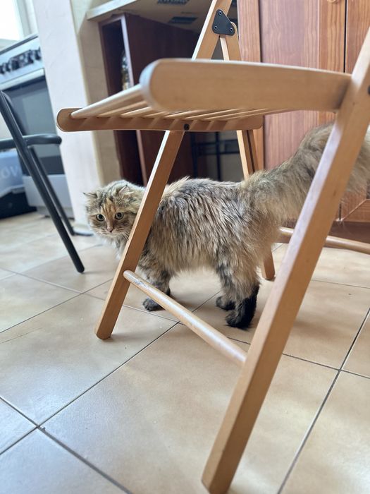 Шотландска правоуха