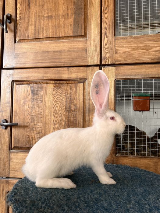 Femelute Urias German Alb