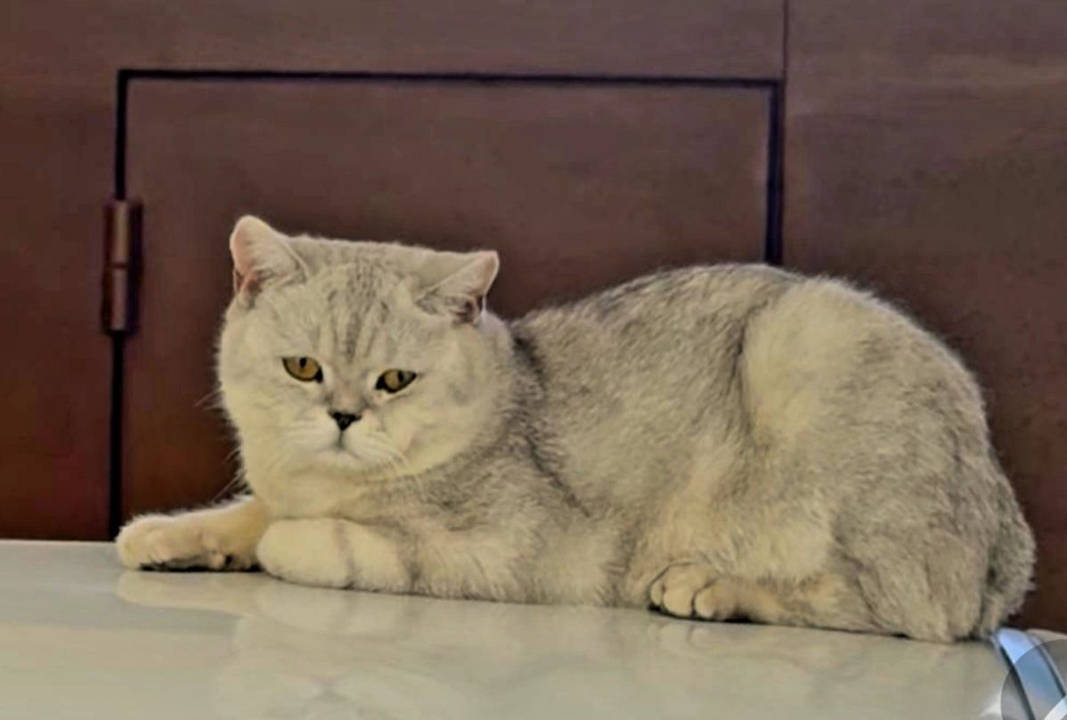 Продаётся кот Шиншила