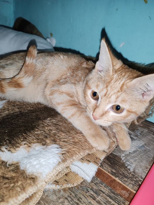 Котёнок в добрые руки