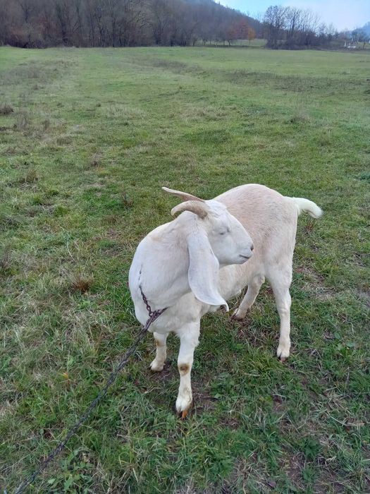 Iada de 1 an. Boier.