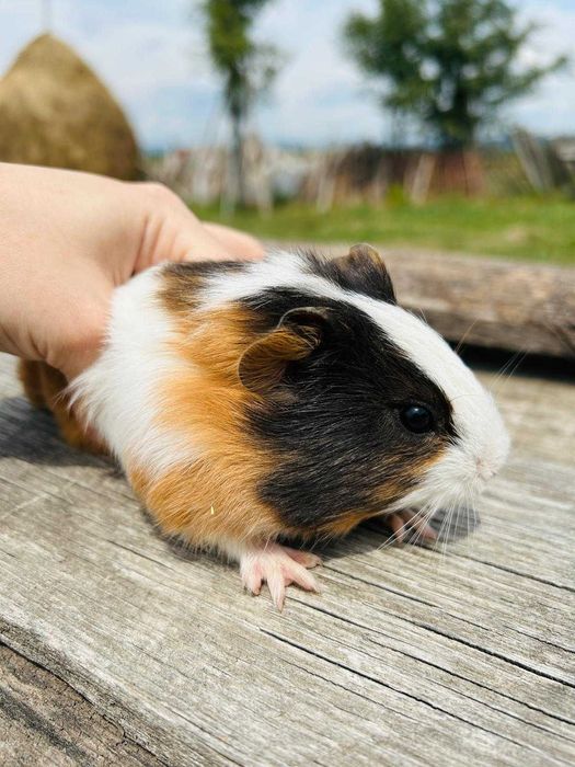 Vand porcusor de guinea