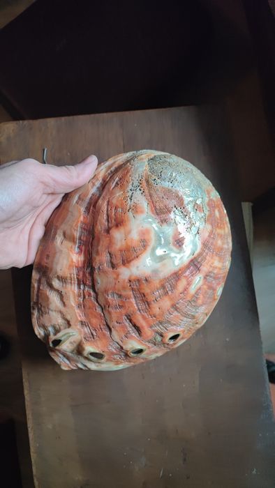 Мида декоративна