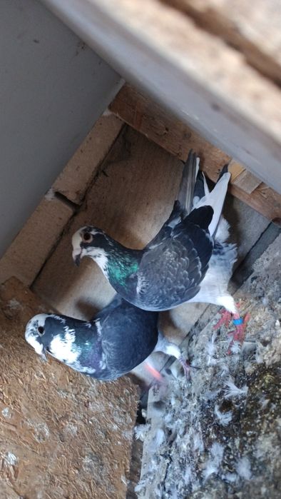 Porumbei voiajori Albi