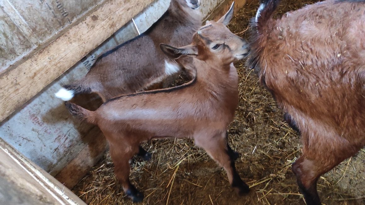 Vând ied/țap anglonubian cu alpin francez, mama are Pedigre