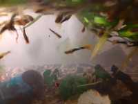 Peștișori de acvariu guppy