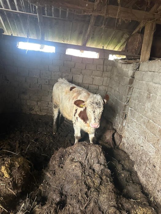 Vand Vitea Balțată