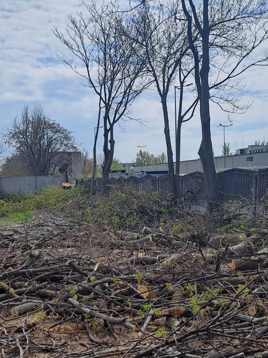 Defrișări,Tăieri,Arbori,Toaletare,Fasonare Arbori Rapid.